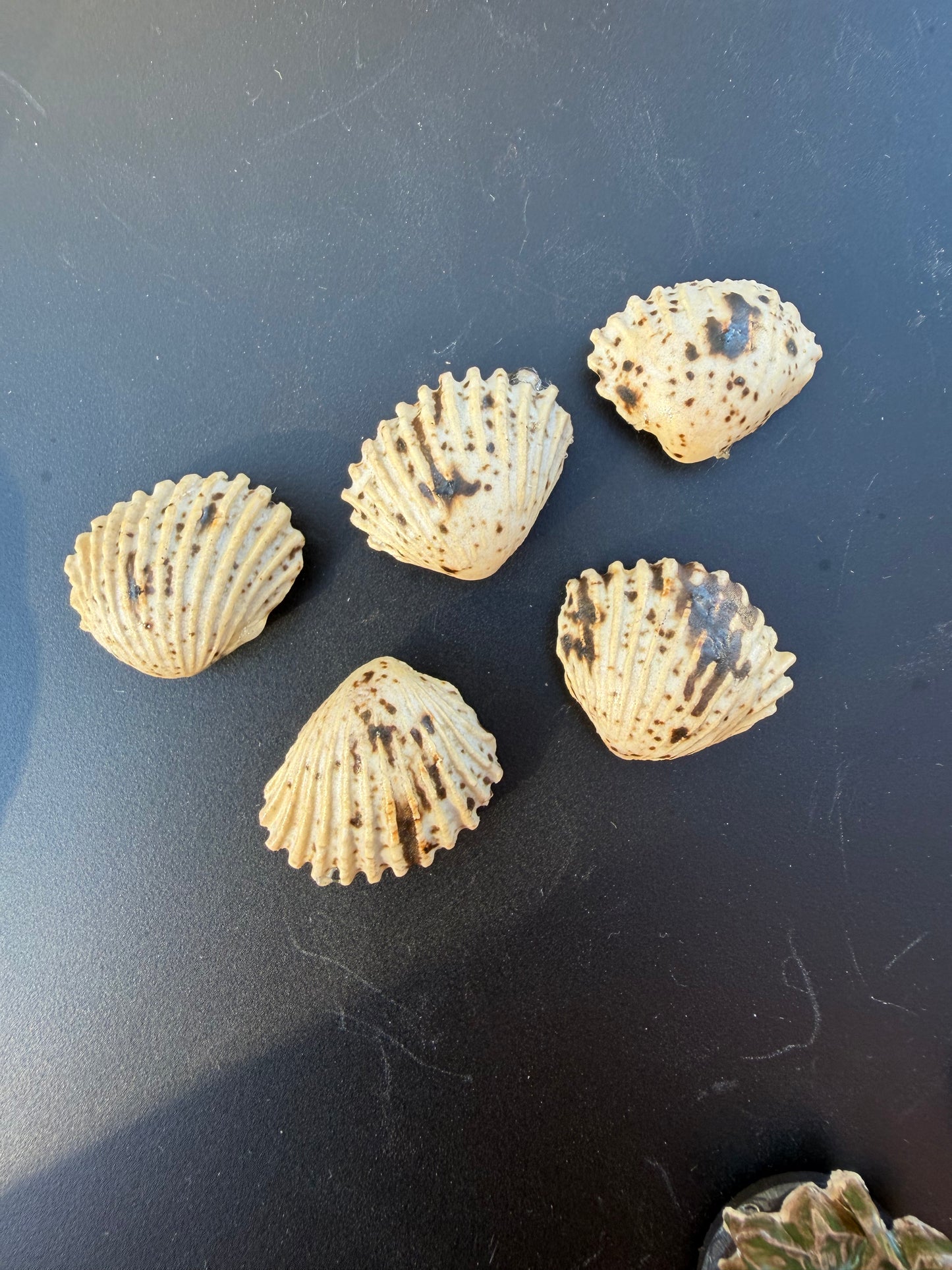 Seashell Magnet